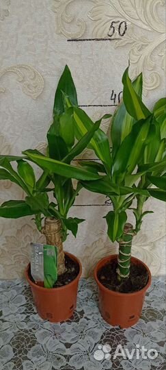 Драцены, Нефролепсис