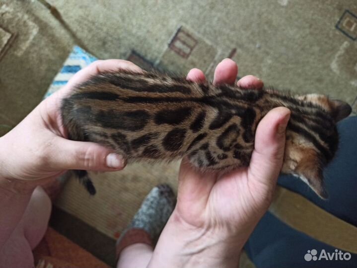 Бенгальская