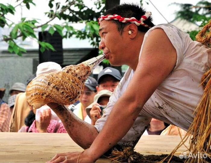 Раковина морская, коллекционная