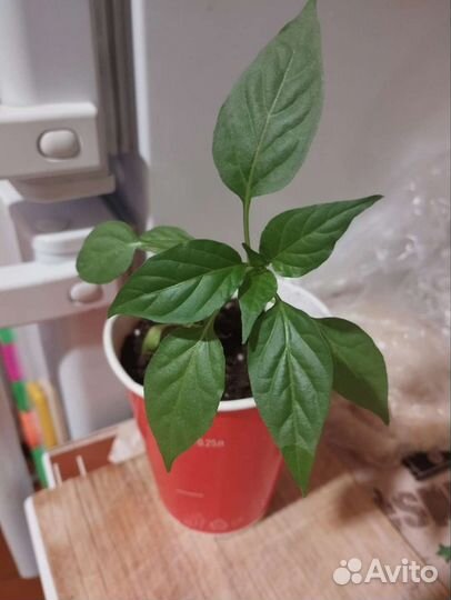 Острый перец 