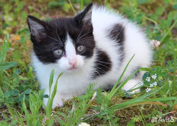 Котенок девочка с сердечками