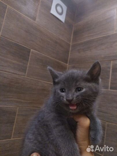 Милые котята ищут дом