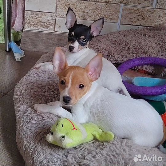 Маленькая собачка