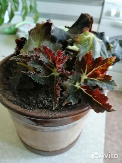 Цветок бегония