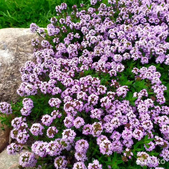 Тимьян ползучий, почвопокровное растение