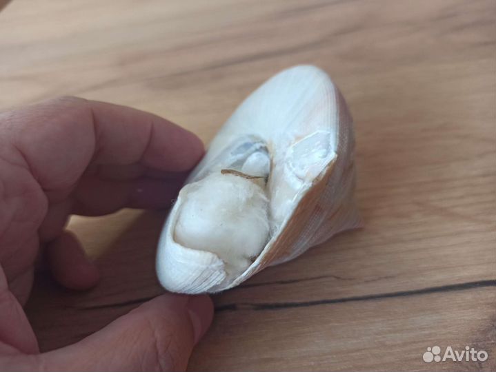 Морская раковина