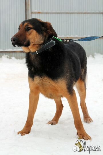 Хороший друг Кроч очень ждёт своего человека