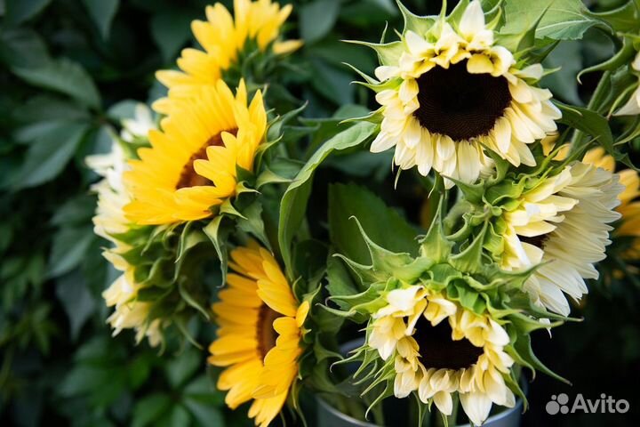 Цветы на срез