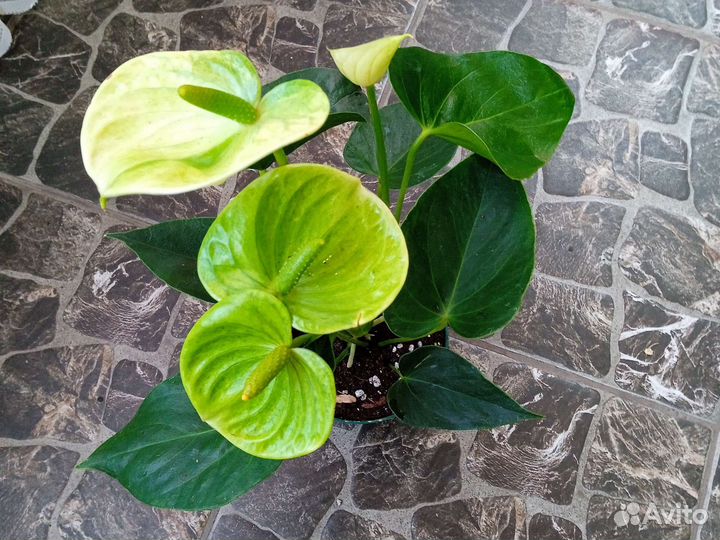 Антуриум Vanilla/Ванилла