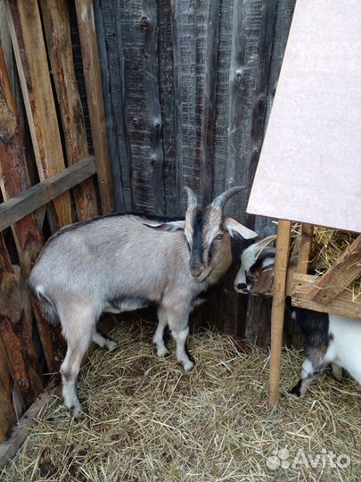 Продажа козлят