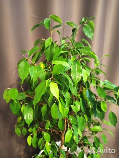 Фикус Бенджамина(в горшке на 10 л.)