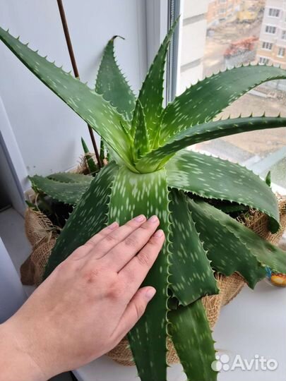 Алоэ мыльный