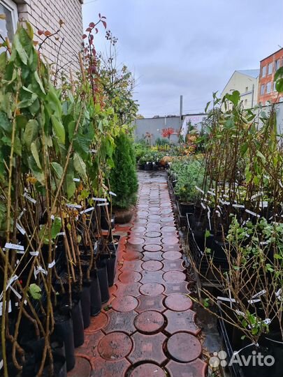 Слива Конфетная