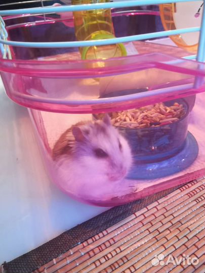 Клетка с джунгариком