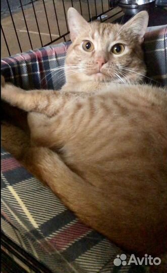 Кошка в добрые ручки