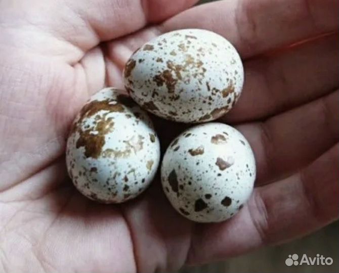 Калифорнийская перепелка