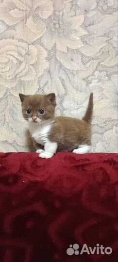 Манчкин котик