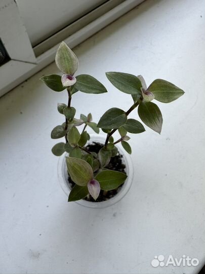 Каллизия крибо