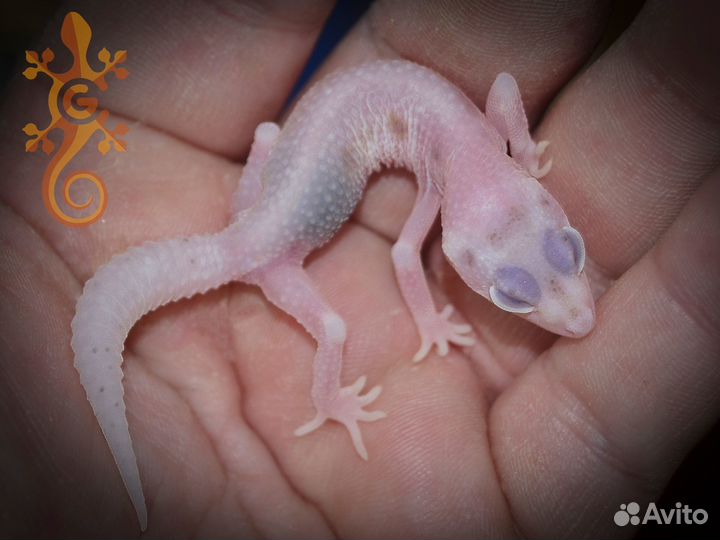 Ящерица пятнистый эублефар по Bell Albino 2023