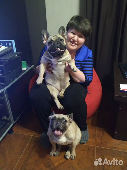 Передержка собак