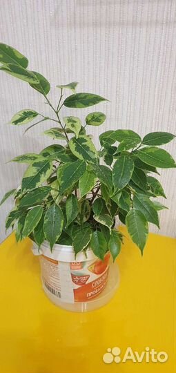 Фикус бенджамина пестролистный