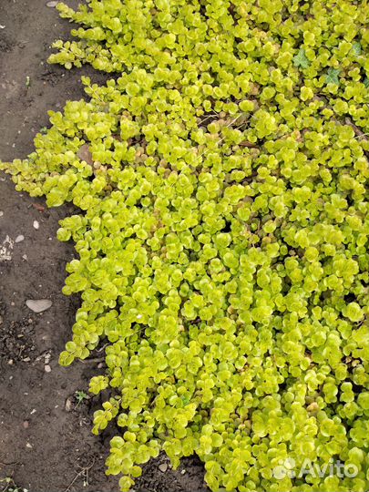 Вербейник монетчатый Лизимахия