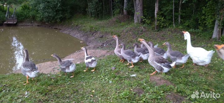 Холмогорские гуси