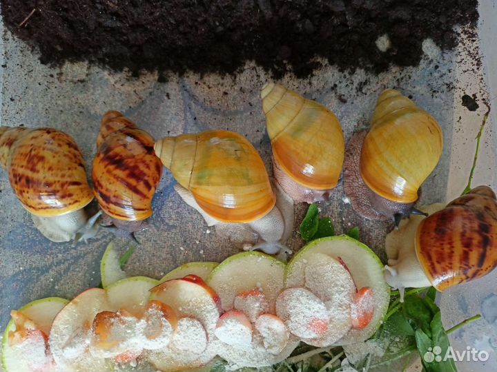 Улитки архахатина маргината овумы