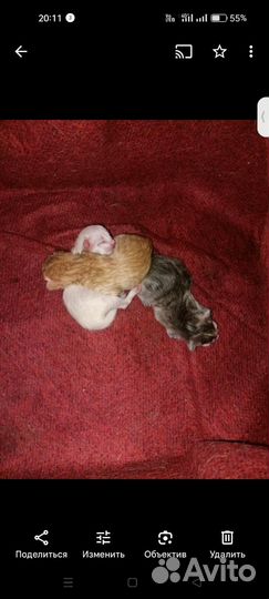 Котята в добрые руки