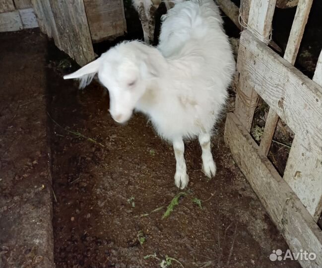 Коза молочная