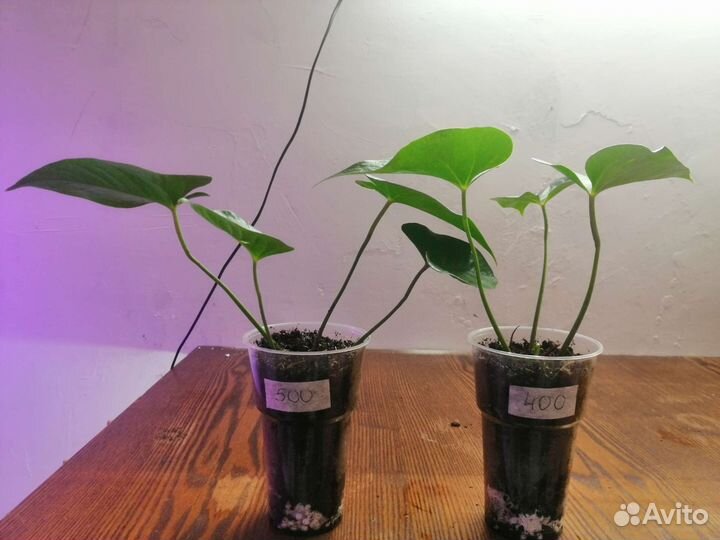 Антуриум красный