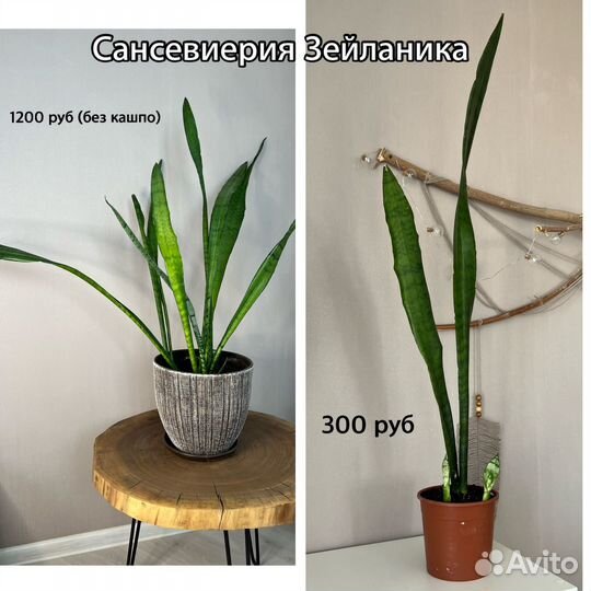 Комнатные растения