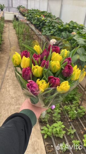 Пионовидные тюльпаны оптом к 8 марта