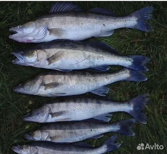 Свежая рыба судак