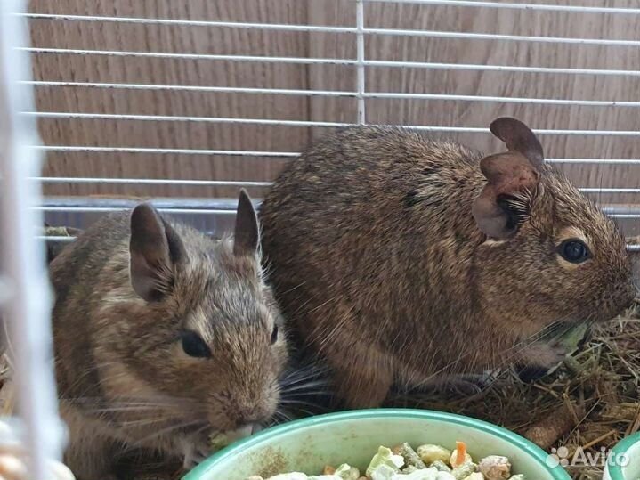 Чилийская белка дегу