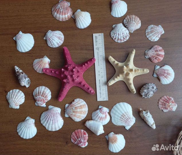 Ракушки и морские звезды