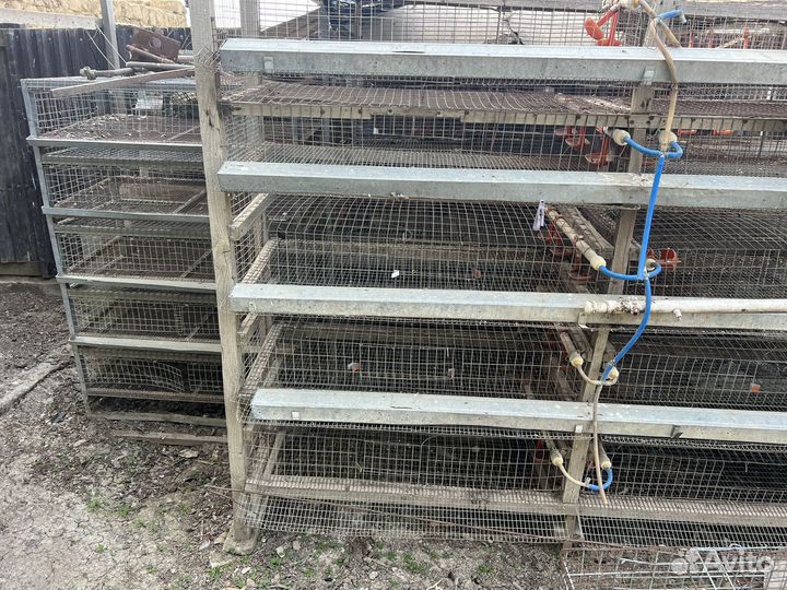 Сетка для перепелов