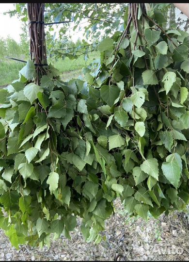 Веники из березы большие для бани