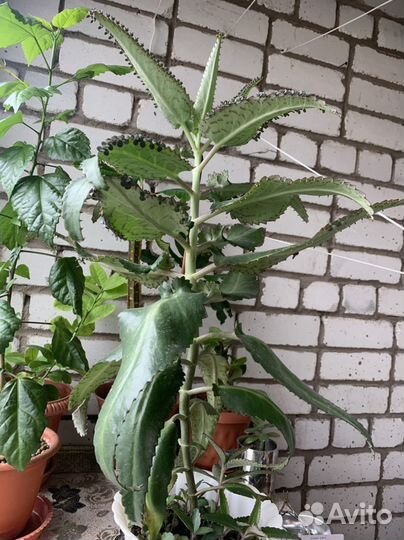 Каланхоэ лечебное