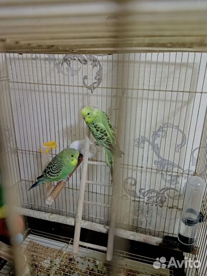 Птенцы волнистый попугай