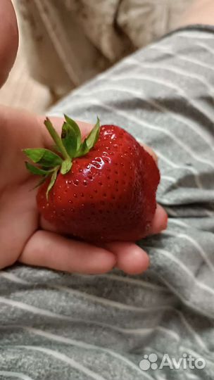 Саженцы