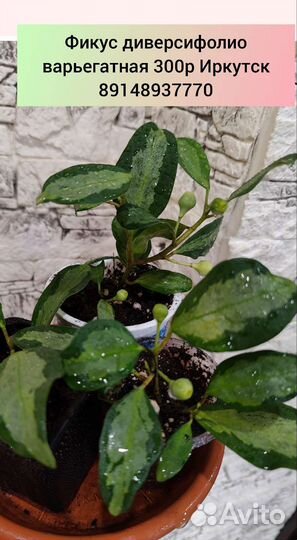 Отростки сортовых фикусов 1 часть