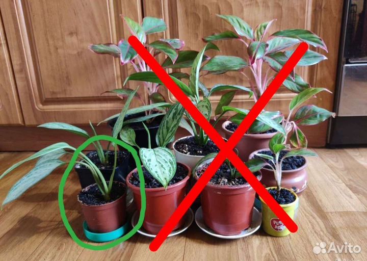 Комнатные растения