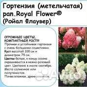 Саженцы метельчатой гортензии