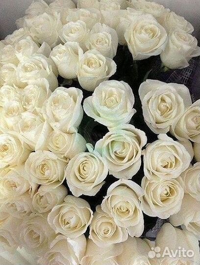 Высокие розы Гигантские розы Доставка цветов