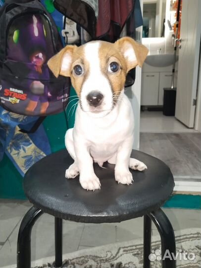 Джек Рассел терьер Мальчик