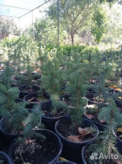 Ель голубая Глаука