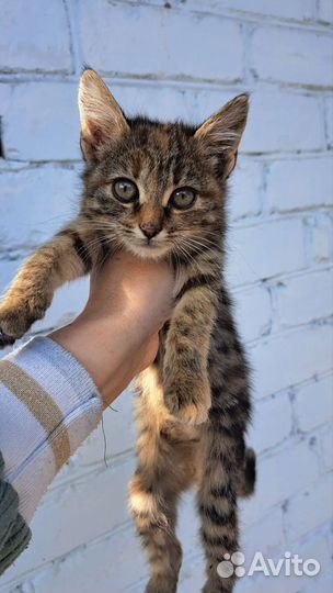 Котята от кошки крысоловки
