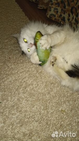 Отдам кота Деди