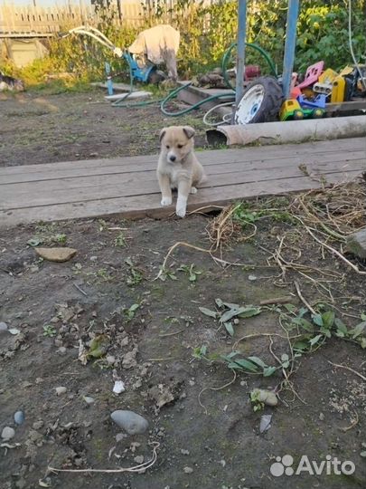Собака в добрые руки отдам бесплатно